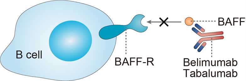 Mechanism of Action of Tabalumab